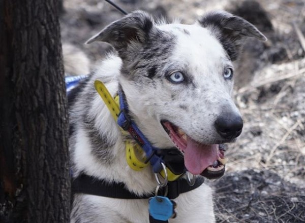Bear, el perro que rescata koalas de los incendios forestales en Australia