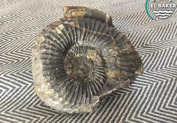 Descubren que objeto lanzado a Carabineros en Coyhaique resultó ser un milenario fósil