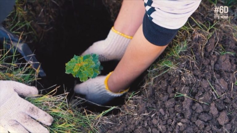 #6D: La histórica campaña mediambiental chilena que busca reforestar Renca