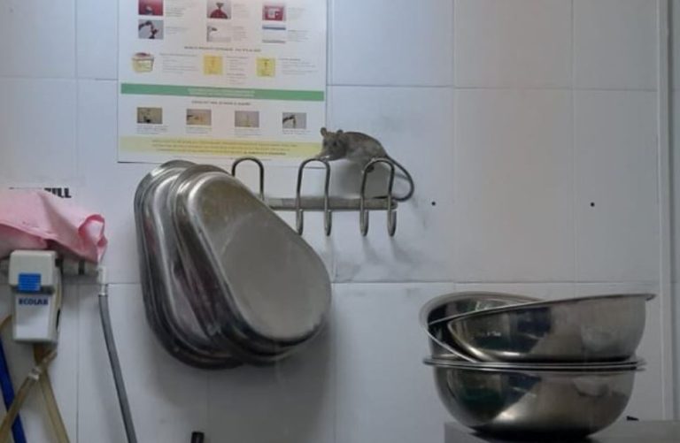 Trabajadores denunciaron que hay plaga de ratones en hospital de San Antonio