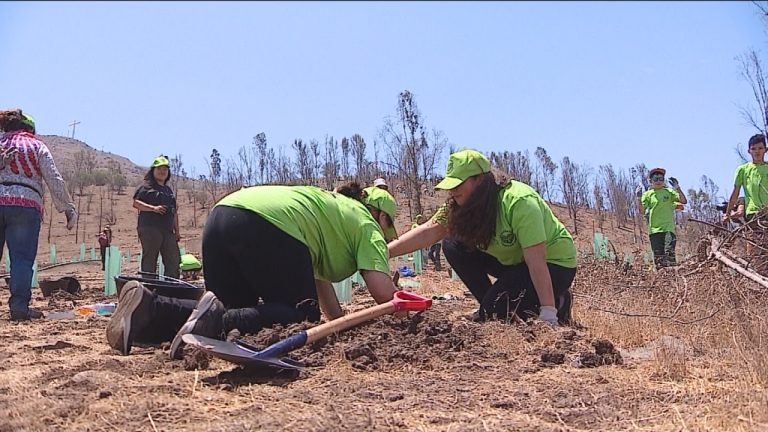 15 mil árboles en un día: La maratónica jornada en Renca para combatir el cambio climático