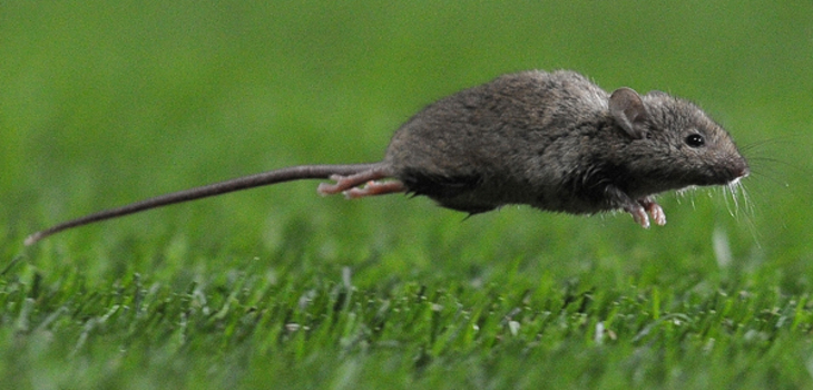 Seremi de Salud de Los Lagos confirma caso número 12 de contagio con virus hanta