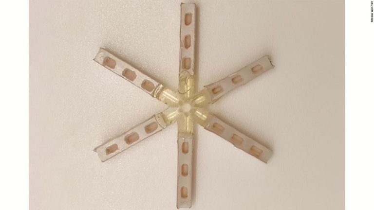 Científicos del MIT avanzan en creación de pastilla anticonceptiva femenina que se toma una vez al mes