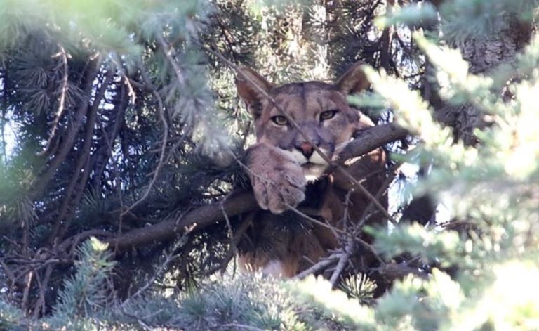 SAG presenta denuncia por muerte de Puma rescatado en Lo Barnechea en enero