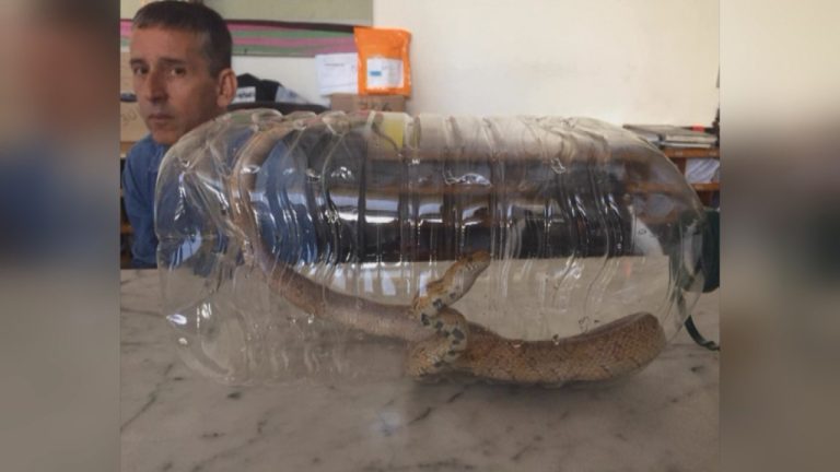 Insólito: Mujer se encontró con una serpiente al interior del baño en departamento de San Miguel