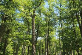 Chile recibirá hasta US$26 millones por convenio con Banco Mundial para reducir emisiones de carbono de los bosques