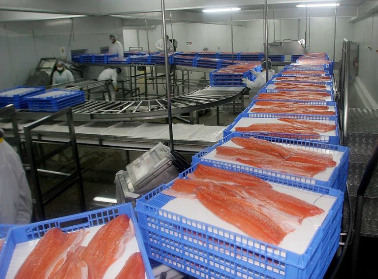 Se rompió la red: 23 mil salmones escaparon desde centro de cultivo en Chiloé
