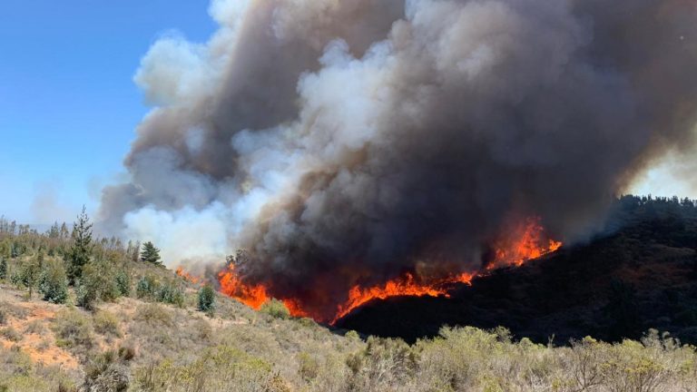 Decretan alerta roja en El Quisco por descontrolado incendio forestal en El Totoral