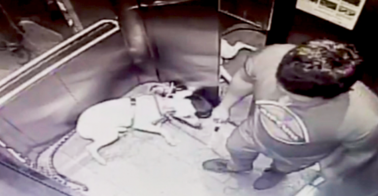 Vecinos denunciaron brutal agresión a perrita en edificio de Macul