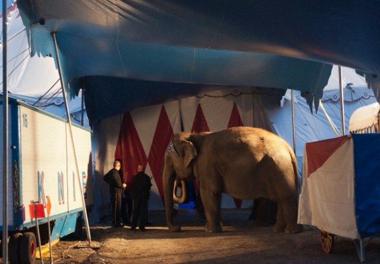 Municipalidad de Arica cobrará hasta cinco veces más a circos que usen animales en sus espectáculos