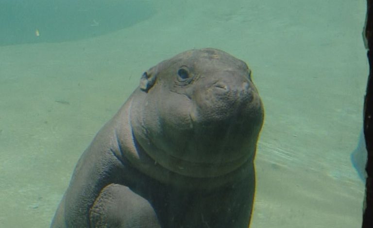 El primer chapuzón que se dio Bernardina, la hipopótamo pigmeo que nació en Chile