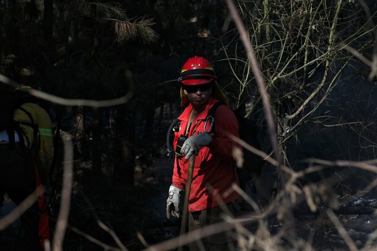 Incendio forestal en combate ha consumido 40 hectáreas en la provincia de Arauco