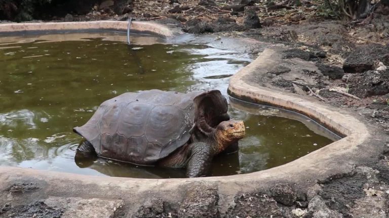 Tortuga gigante de Galápagos se apareó tanto que salvó a su especie