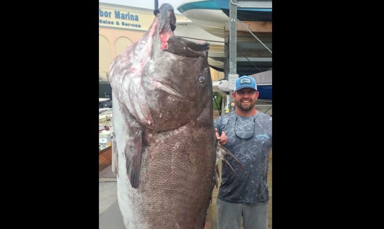 Tiene 50 años y casi 160 kilos: Impacto por hallazgo de enorme pez