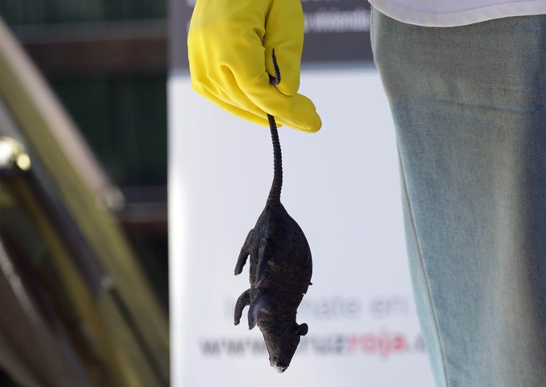 Joven osornino fue trasladado de urgencia a Santiago por posible contagio con hanta