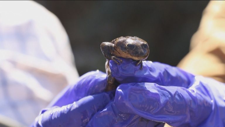 Solo quedan 13: Rana del Loa se convirtió en la embajadora de la fauna chilena