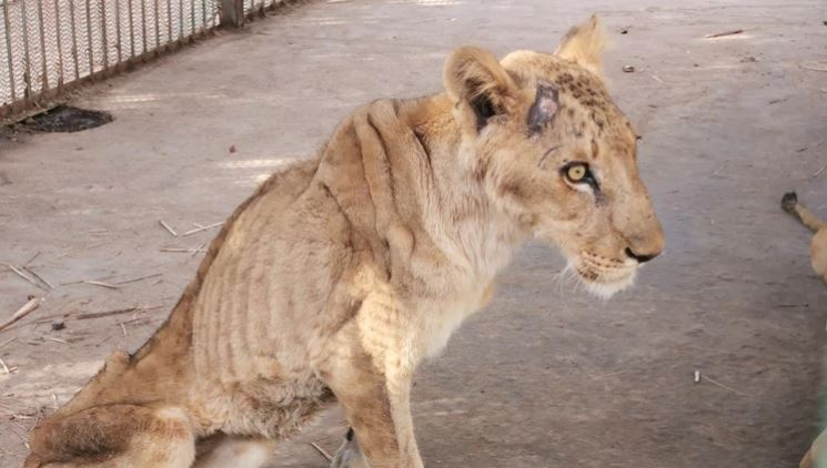 Las imágenes que revelan la dramática desnutrición de un grupo de leones en zoológico