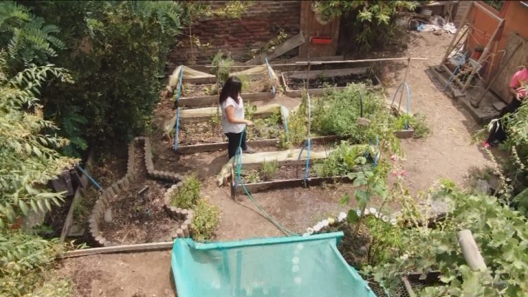 Huertos urbanos: La naturaleza reaparece en medio de una selva de cemento