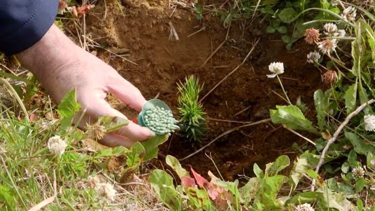 Para salvarlas del cambio climático: Migran araucarias a la región de Aysén