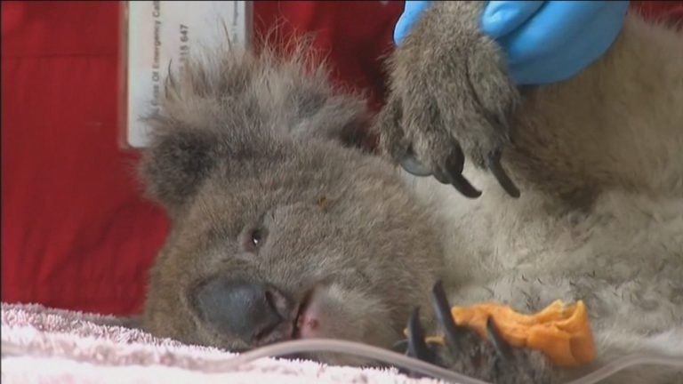 Veterinarios voluntarios buscan rescatar animales afectados por incendios en Australia