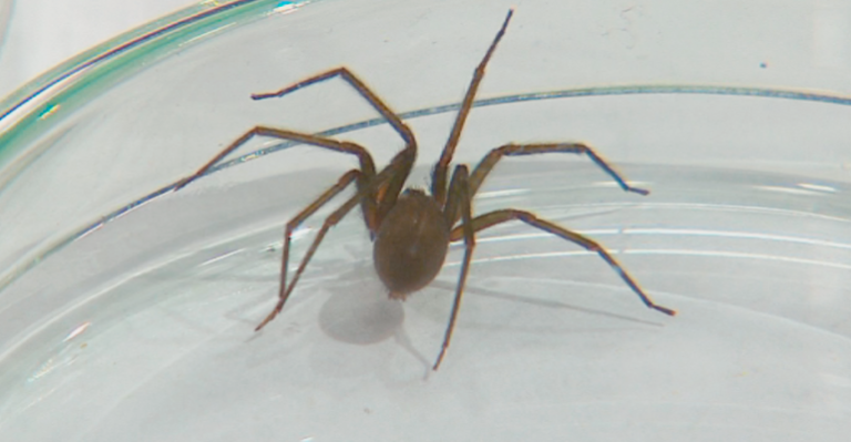 Sebastián Jiménez enseñó cómo reconocer a la araña de rincón