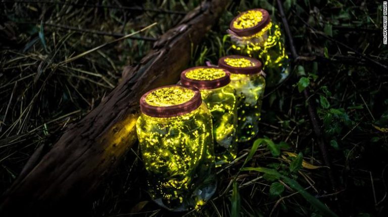 Pérdida de hábitats naturales, uso de pesticidas y la luz artificial amenazan existencia de luciérnagas