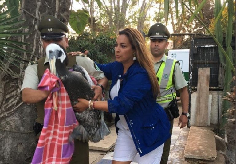 Marlen Olivari rescató a pelicano herido en Reñaca: “Siempre pueden contar con mi colaboración para salvar vidas”