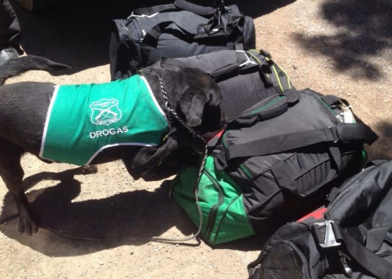 Perro detectó que extranjeros trasladaban más de 27 kilos de cocaína en bus que iba de Calama a Santiago