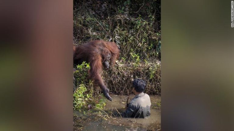Orangután intentó salvar a un hombre sumergido en un río con serpientes