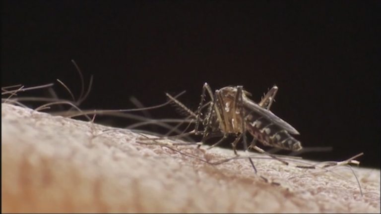 ISP confirmó nuevos casos de dengue en Isla de Pascua e Iquique