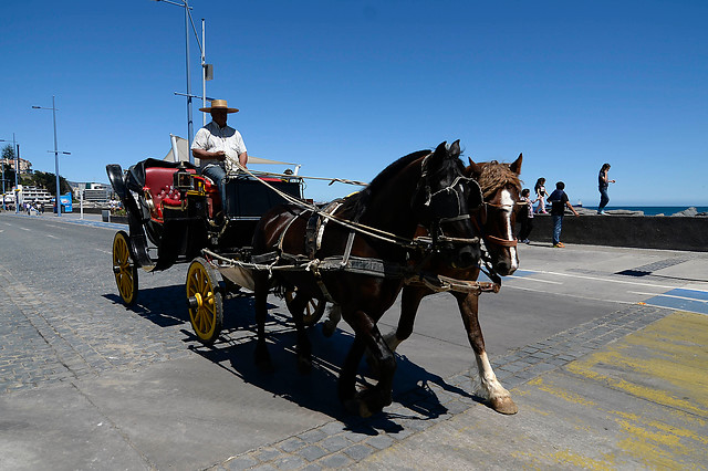 Las tradicionales victorias dejarán de circular en Viña del Mar tras consulta ciudadana