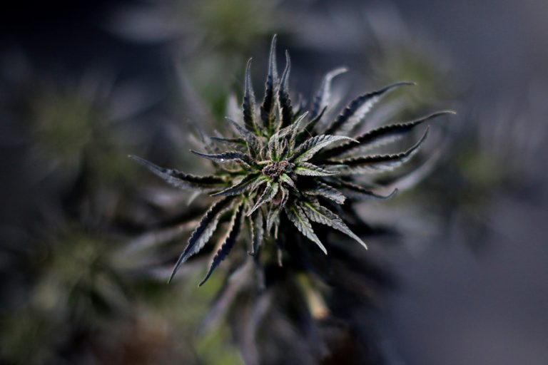 Menor de 9 meses ingresó de urgencia intoxicada con marihuana en Arica