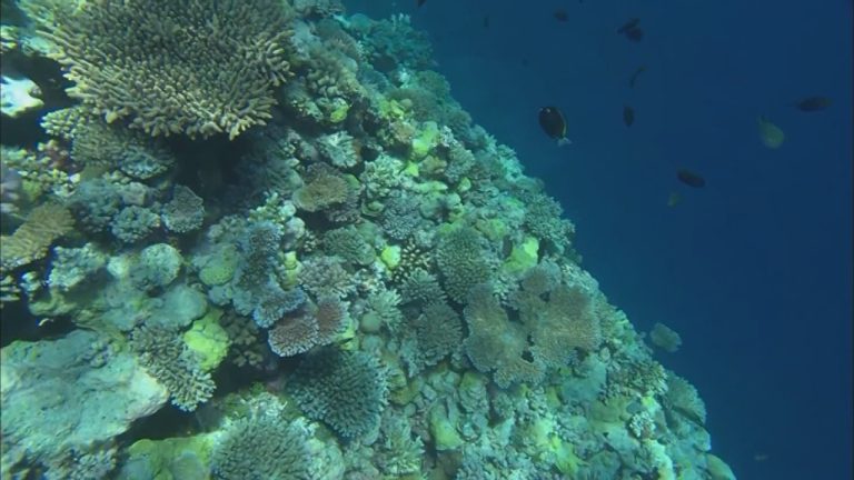Desarrollan proyecto que mejora prácticas de la agricultura para salvar a la gran barrera de coral de Australia