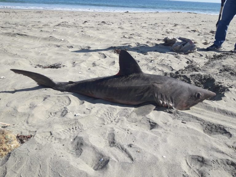 Tiburón varó en estado agónico en playa La Herradura y no logró sobrevivir