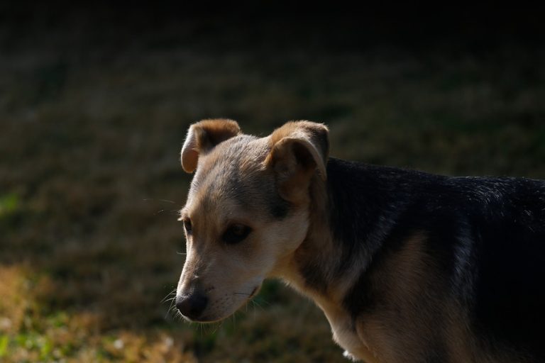 Vecinos del barrio San Borja se querellan contra Carabineros por muerte de perros expuestos a gas lacrimógeno