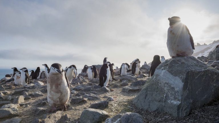 Temperatura récord en la Antártica: Registran 18,3 grados en la base argentina Esperanza