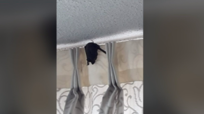 Denuncian plaga de murciélagos en edificio del centro de Santiago