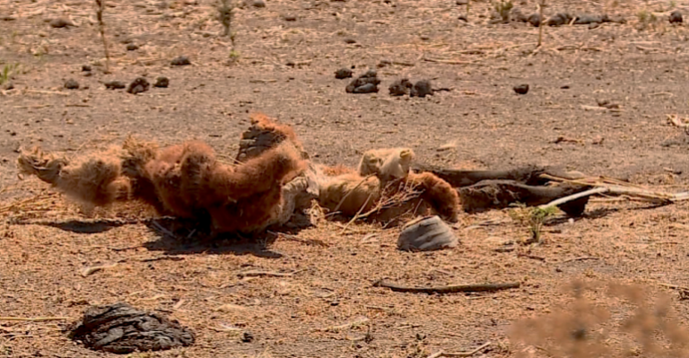 Laguna Aculeo: Sequía ha provocado la muerte de 3000 animales