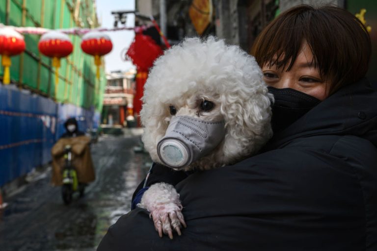 ¿Puede tu mascota contagiarte de coronavirus? Perro en Hong Kong dio positivo y se encuentra en cuarentena