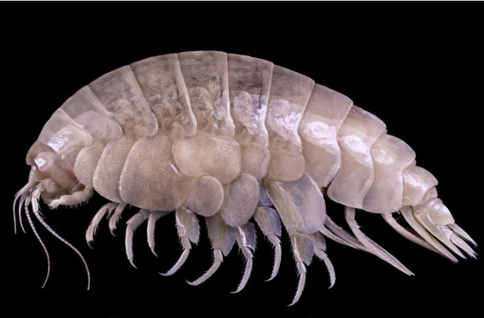 Descubren especie marina con partículas de plástico en su organismo en la zona más profunda del Pacífico