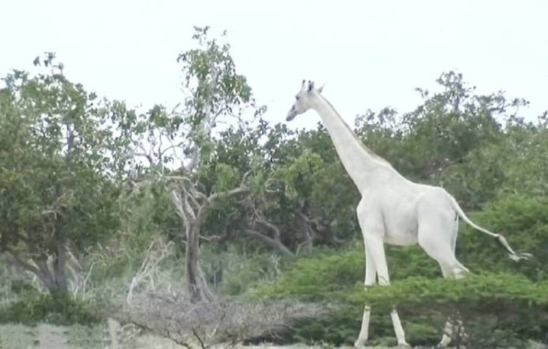 Cazadores asesinaron a dos de las únicas tres jirafas blancas que quedaban en el mundo