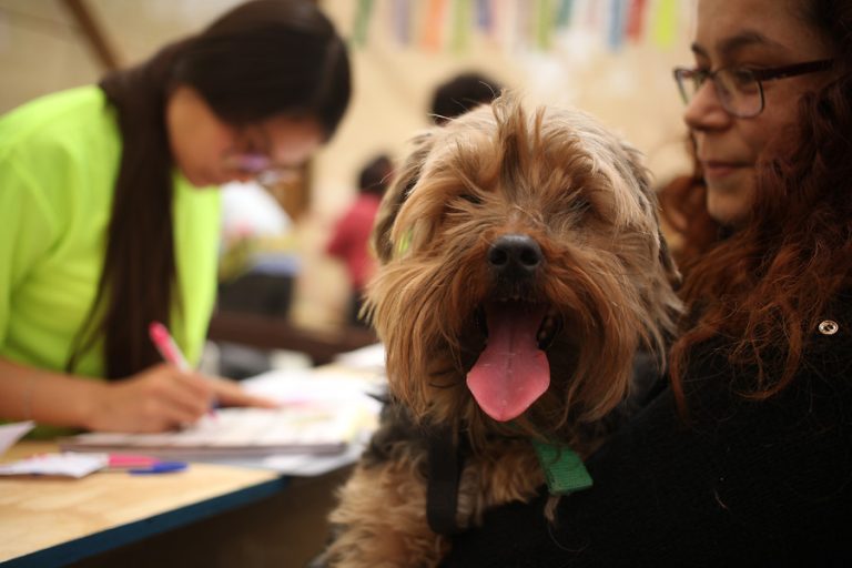 ¿Qué dice la OMS sobre el contagio de coronavirus en tu mascota?