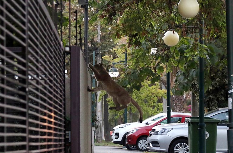 Atraparon al puma: Bajó aprovechado que no había nadie en la calle