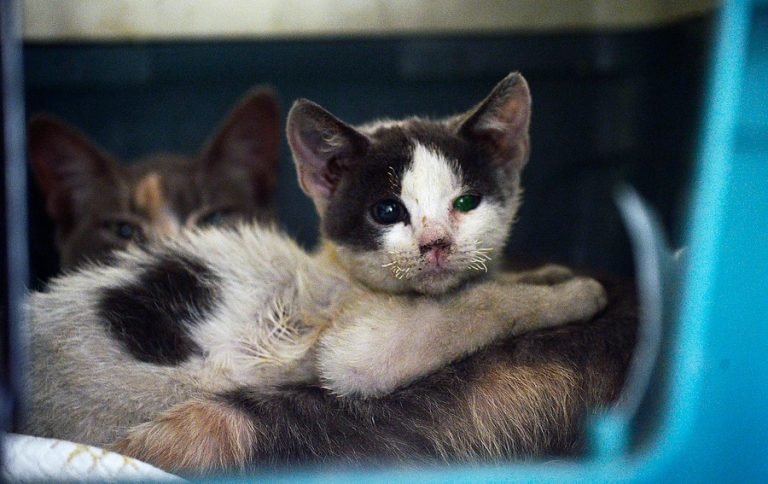 El extraño caso de un gato contagiado con coronavirus por su dueño