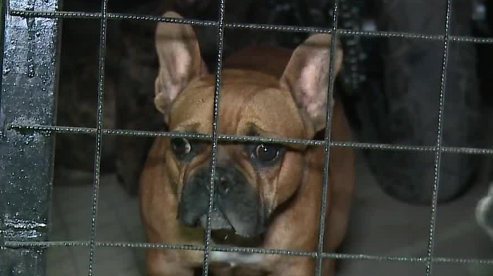 Delincuentes huyeron de Carabineros con perros de raza