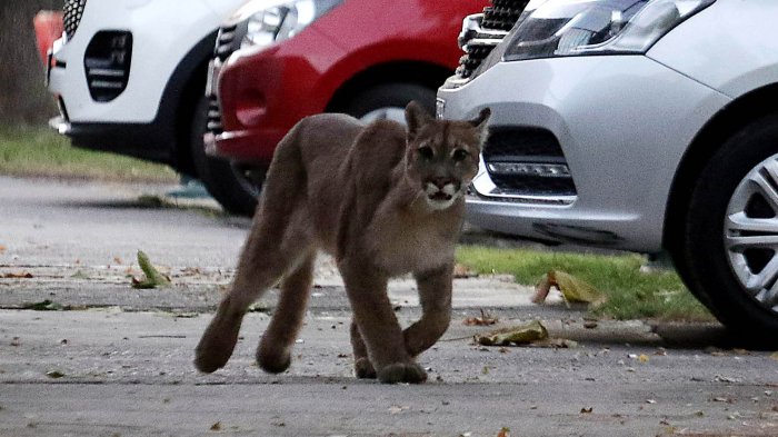 Puma suelto en Santiago: Deambuló por calles de Providencia y Ñuñoa
