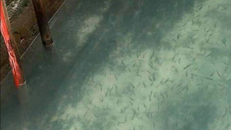 Venecia recupera sus aguas cristalinas y animales regresan a ciudades italianas