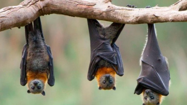 Experto asegura que los murciélagos no causaron el coronavirus