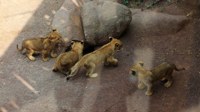 Cómo funciona un zoológico sin público: Buin Zoo habilita 
