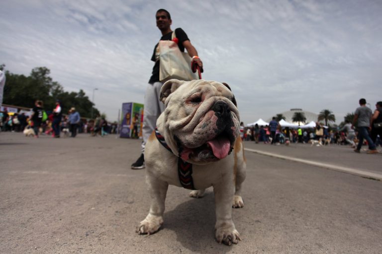 Veterinarios de Francia piden no usar alcohol gel para desinfectar patas de mascotas